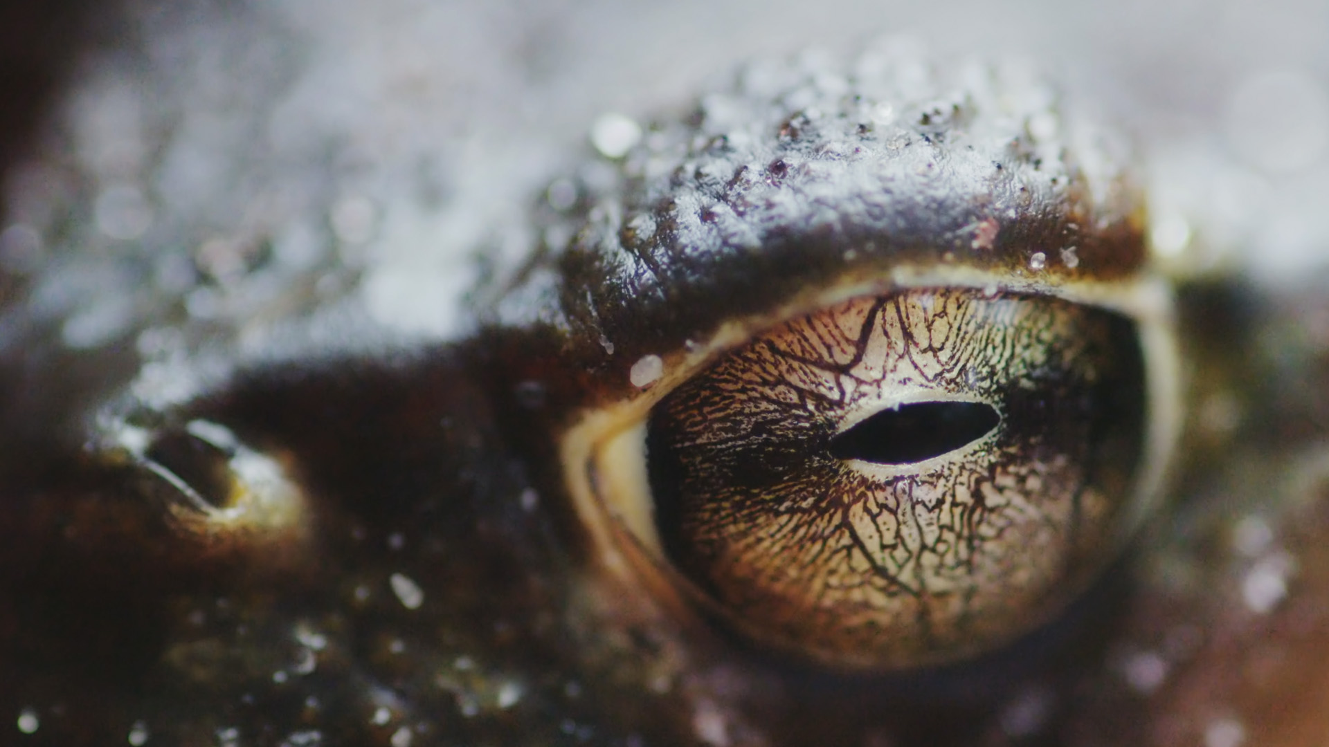 I pesi massimi del regno animale