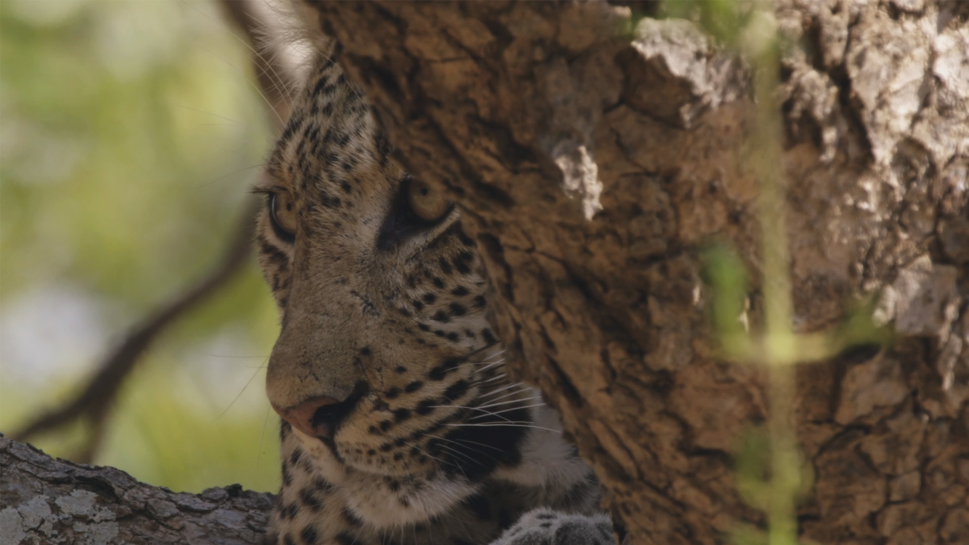 La valle degli elefanti