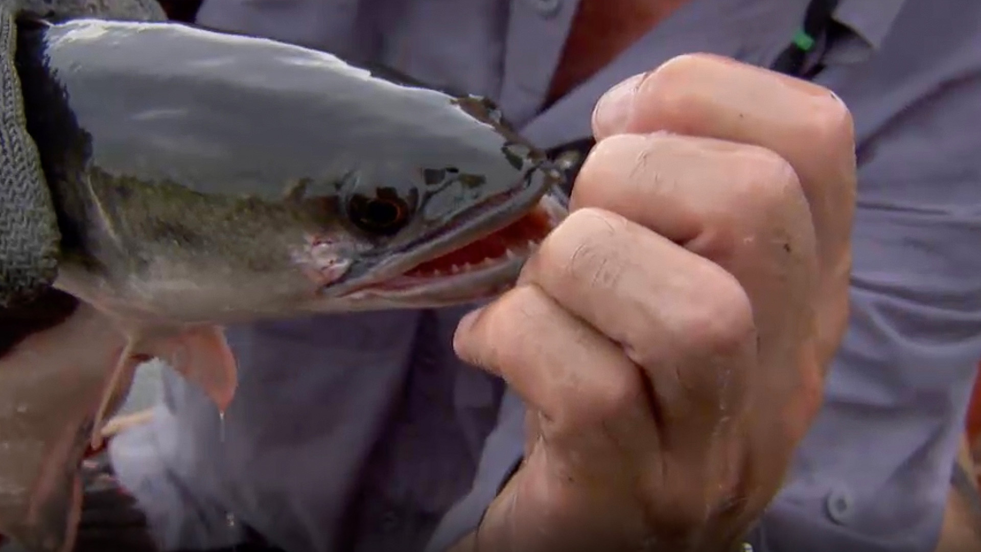 Der Schlangenkopffisch