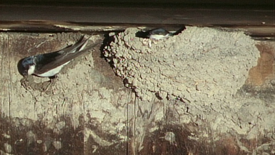 Tiere vor der Kamera