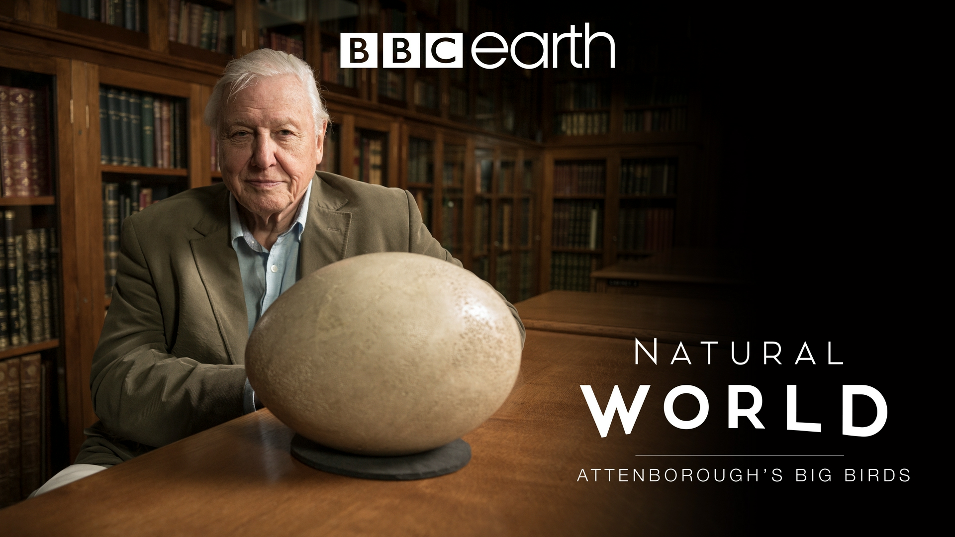 Faucon blanc Loup blanc David Attenborough