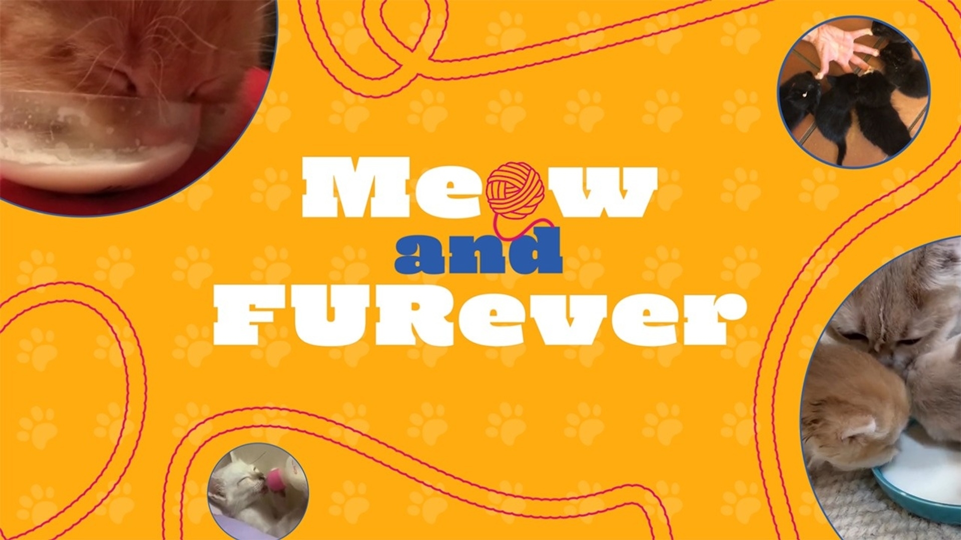 TPC Meow and FURever