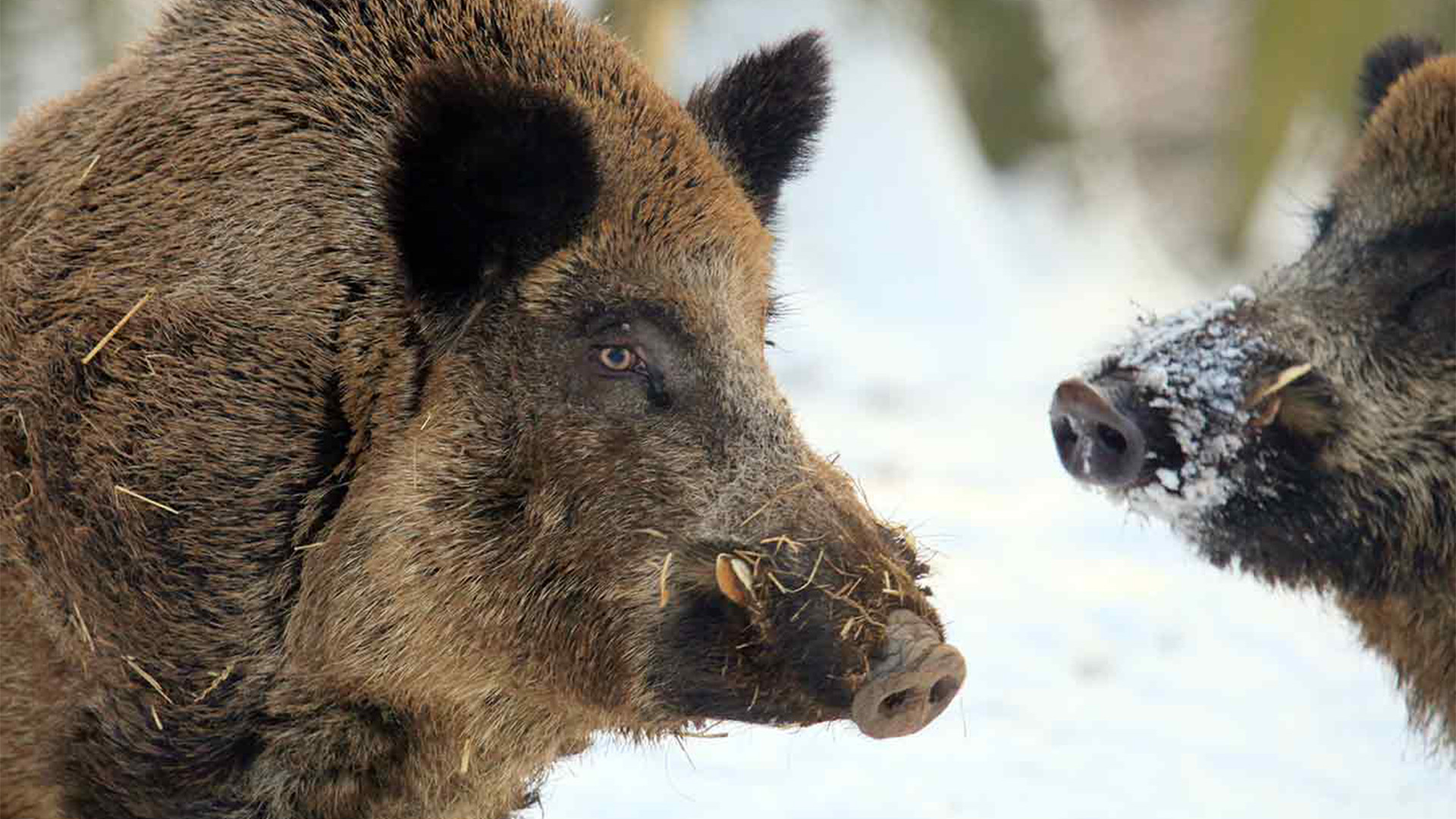 Battle of the Alphas