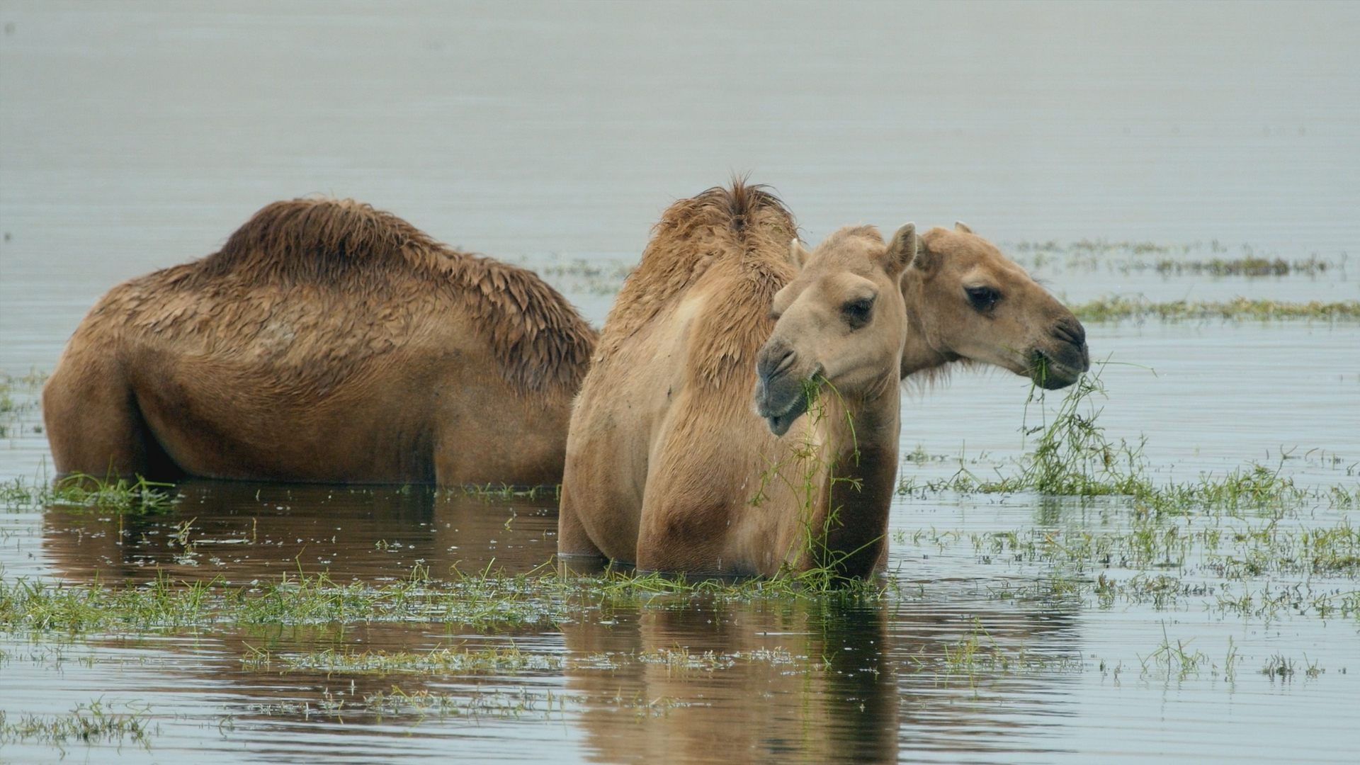 Wenn der Regen kommt