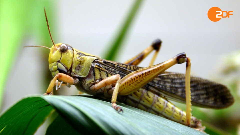 Tiere, die Geschichte schrieben