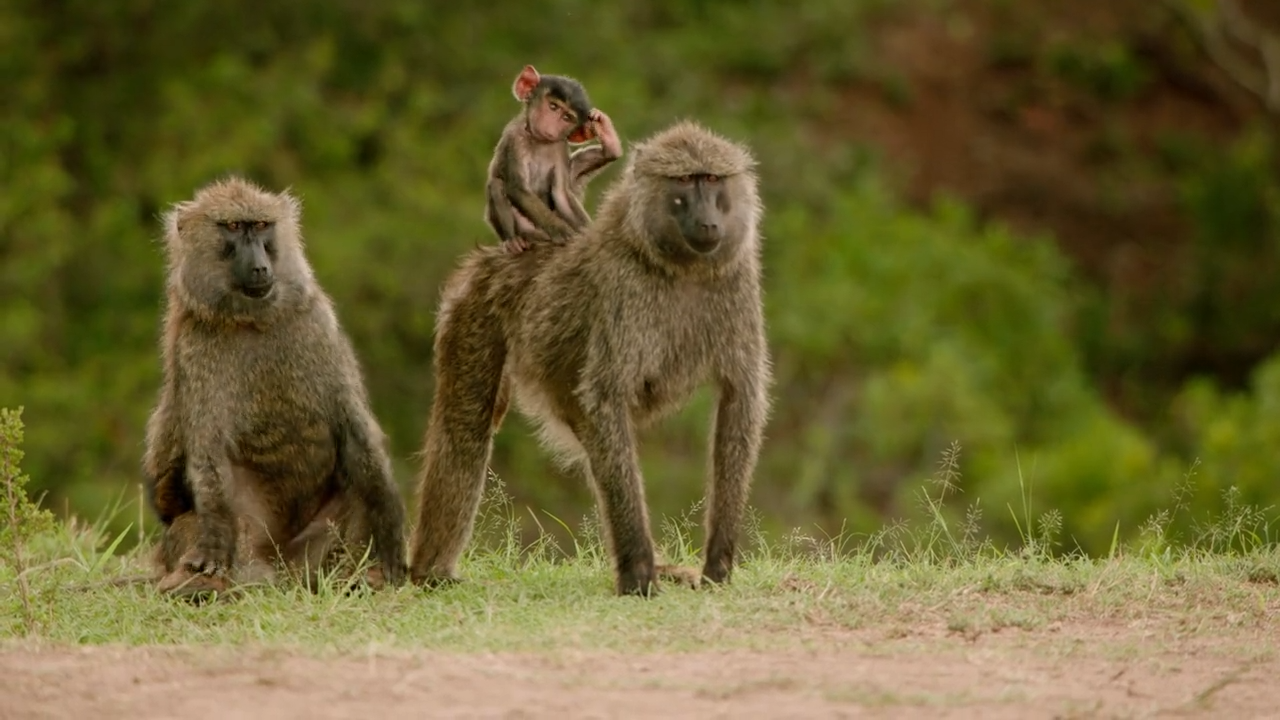 Leben rund um den Feigenbaum
