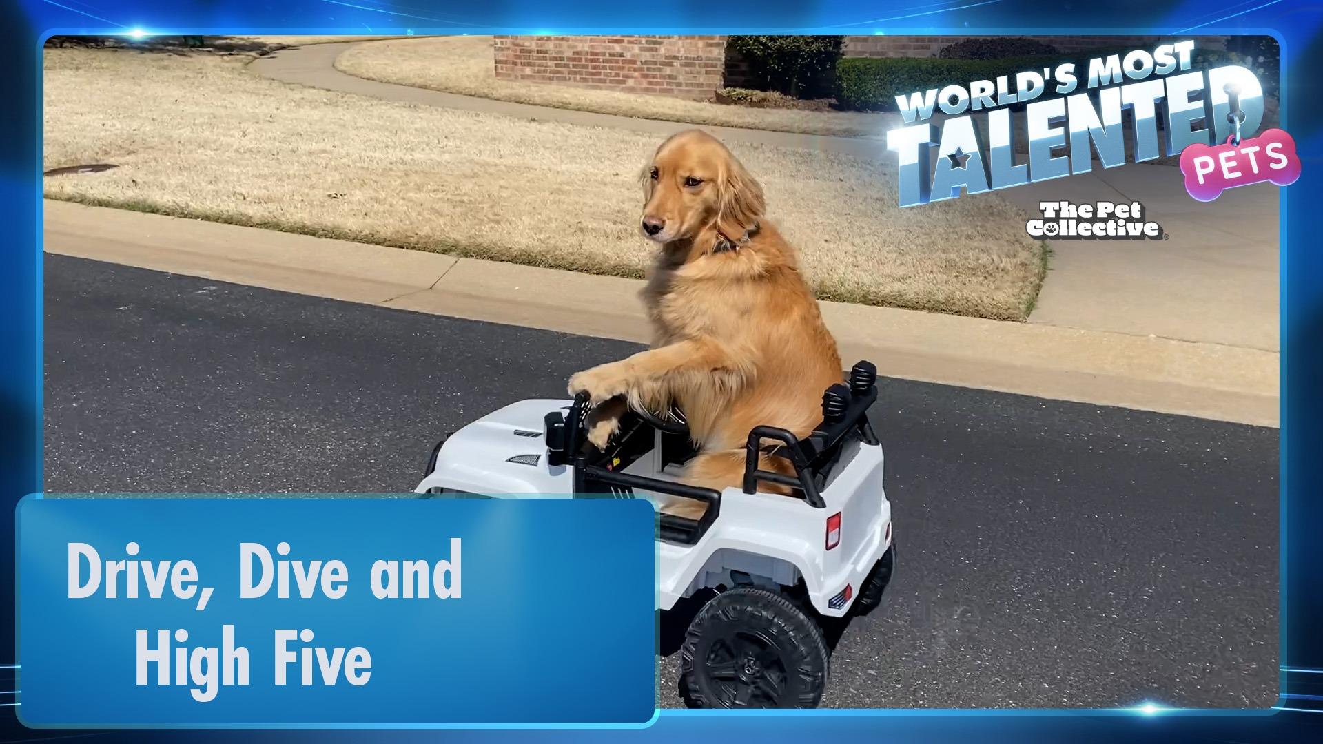 World's Most Talented Pets | Drive, Dive, and High Five