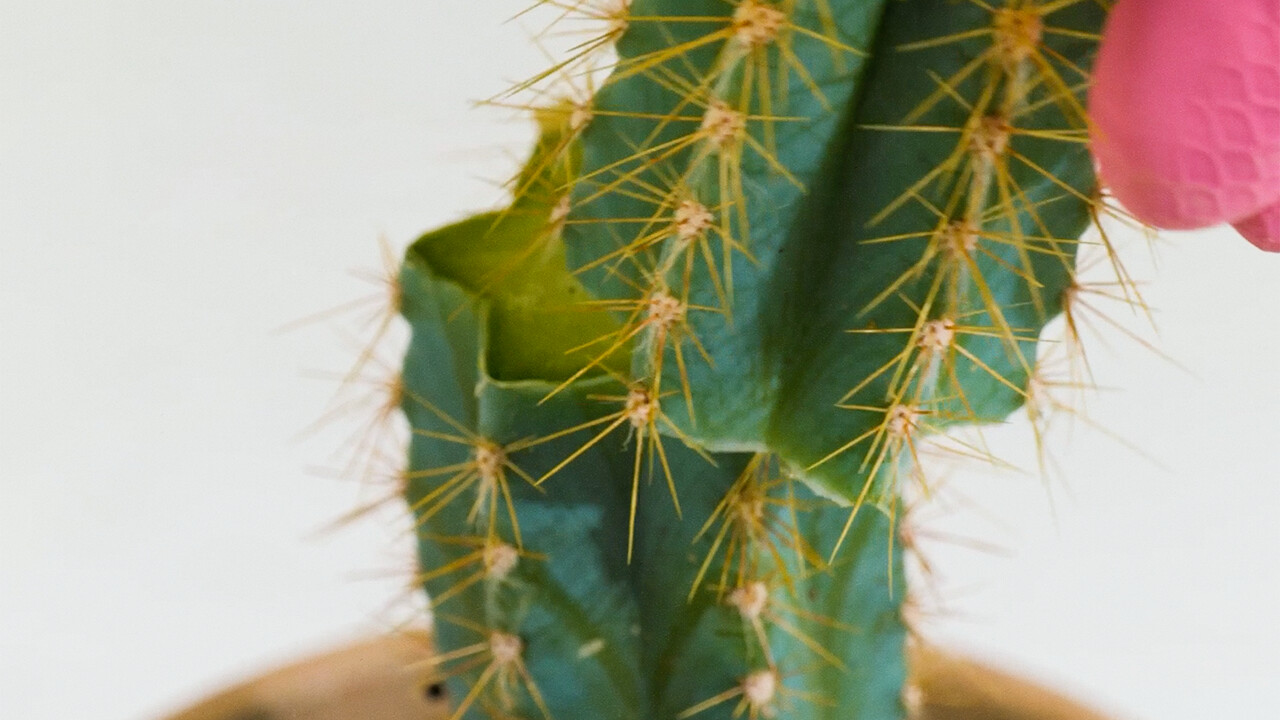 Cuida de tus plantas con estos trucos simples