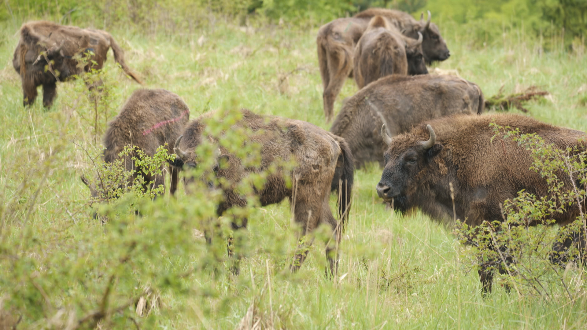 Rewilding: Back to Nature