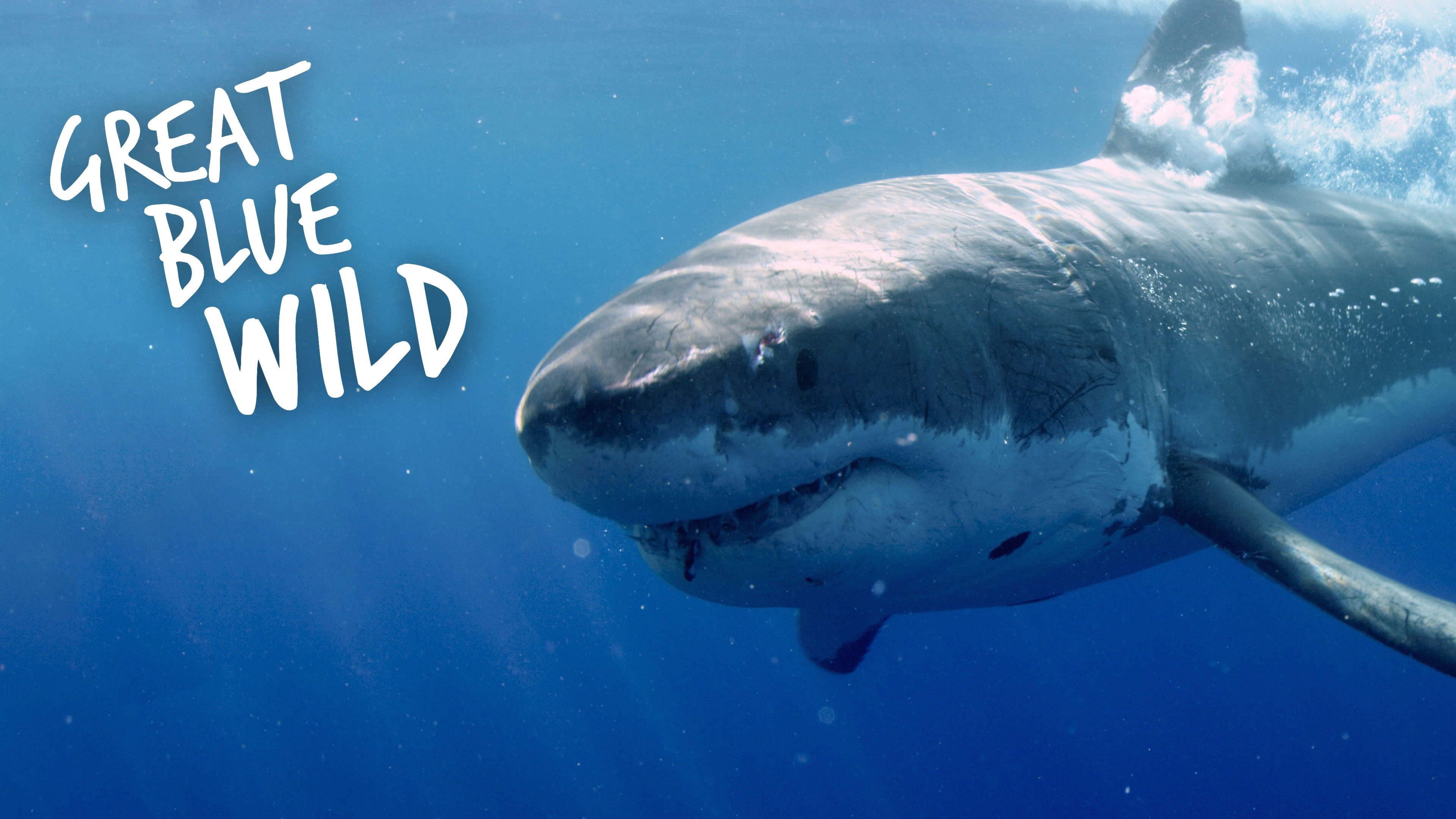 Great Blue Wild