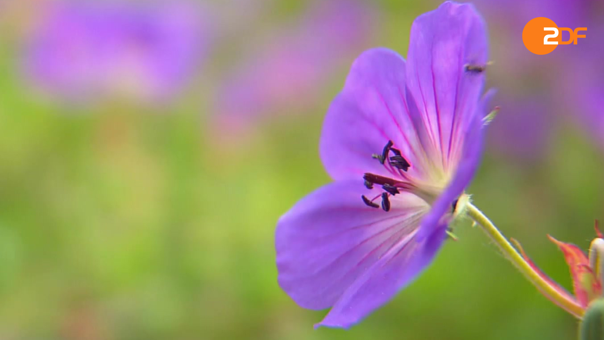 Duell der Gartenprofis