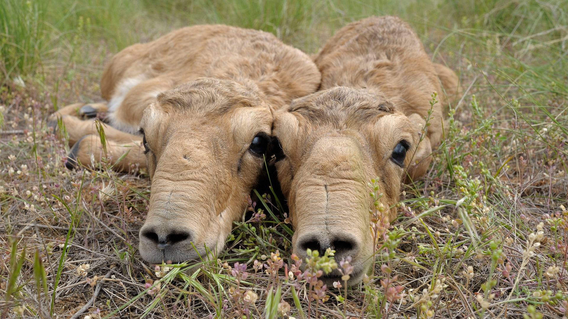 Mongolei: Wasser für die Saigas