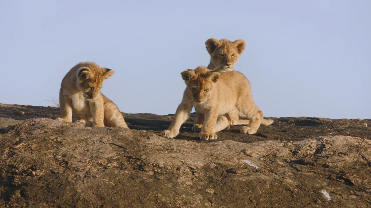 Kleine Löwen: Savannenschule