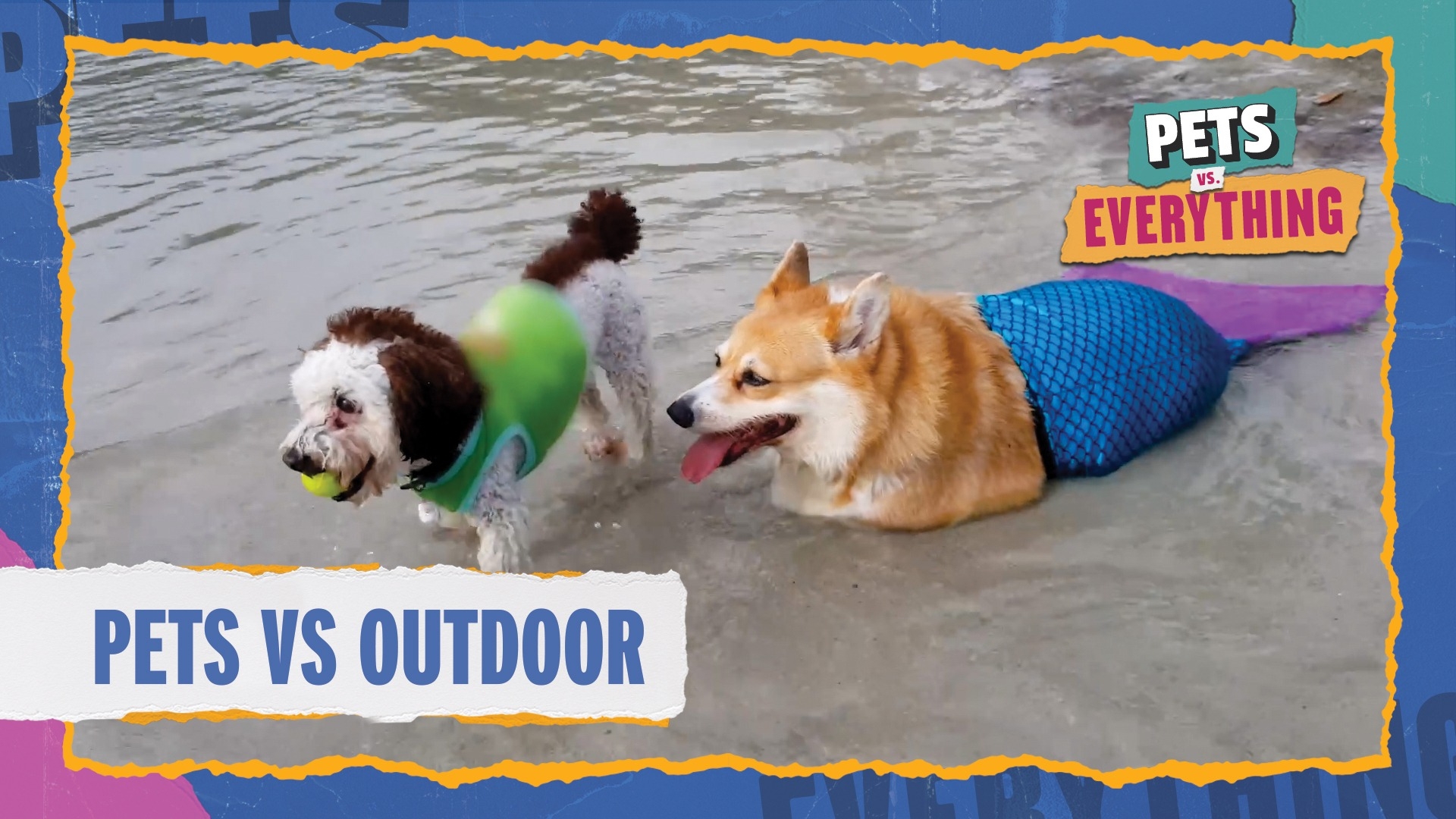 Pets VS. Everything | Pets VS. Outdoors