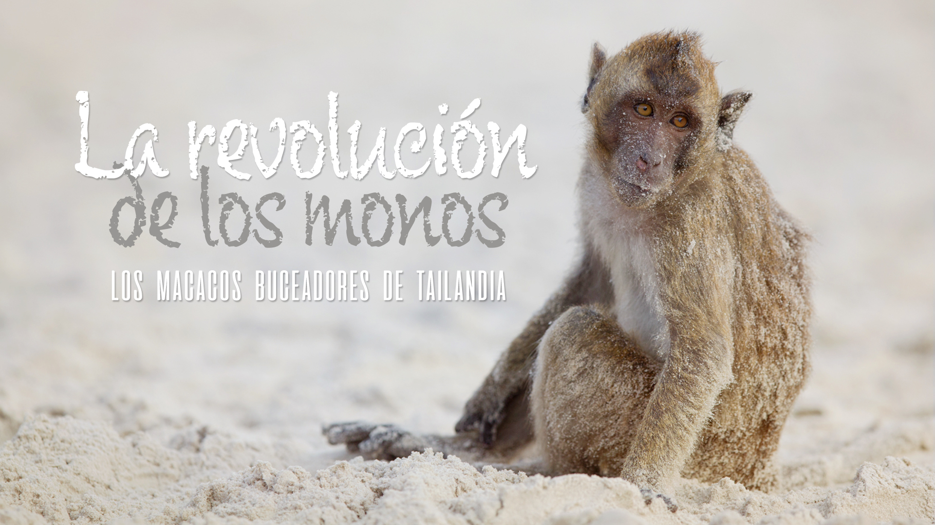 La revolución de los monos: los macacos buceadores de Tailandia