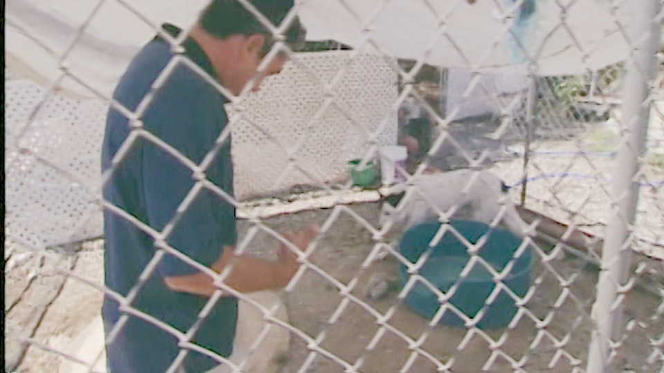 El encantador de perros