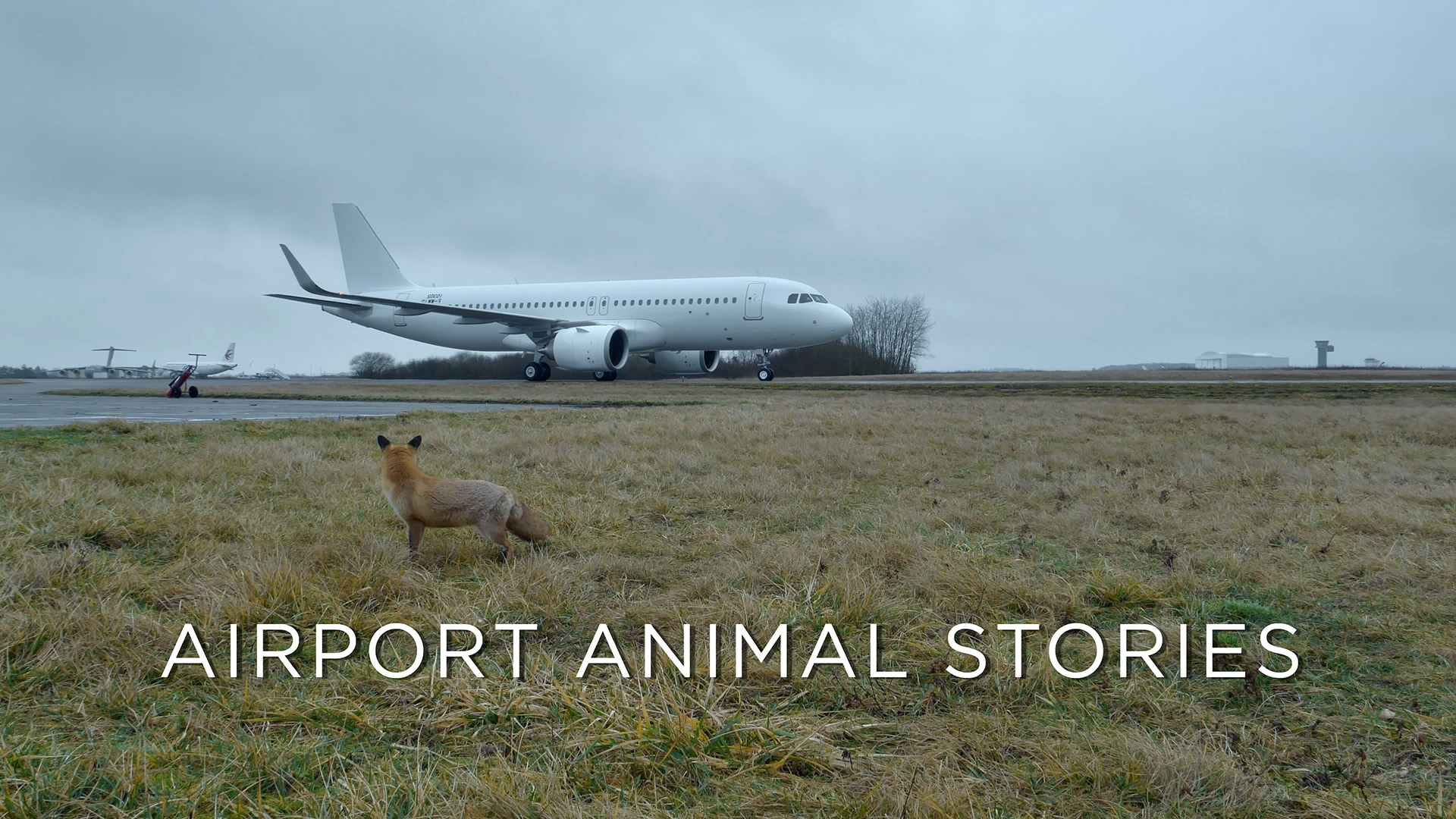 Aiport Animal Stories