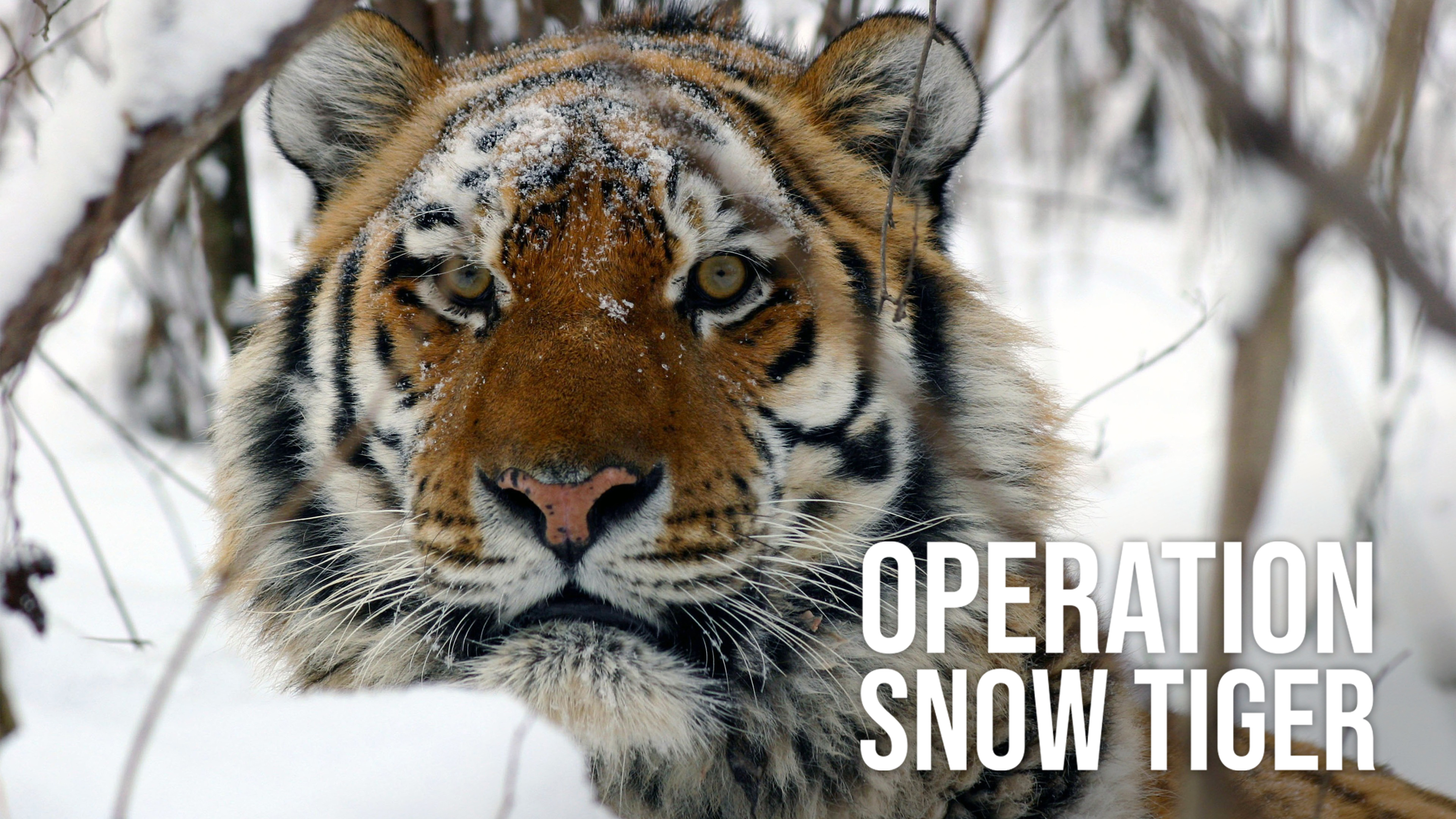 Operation Snow Tiger