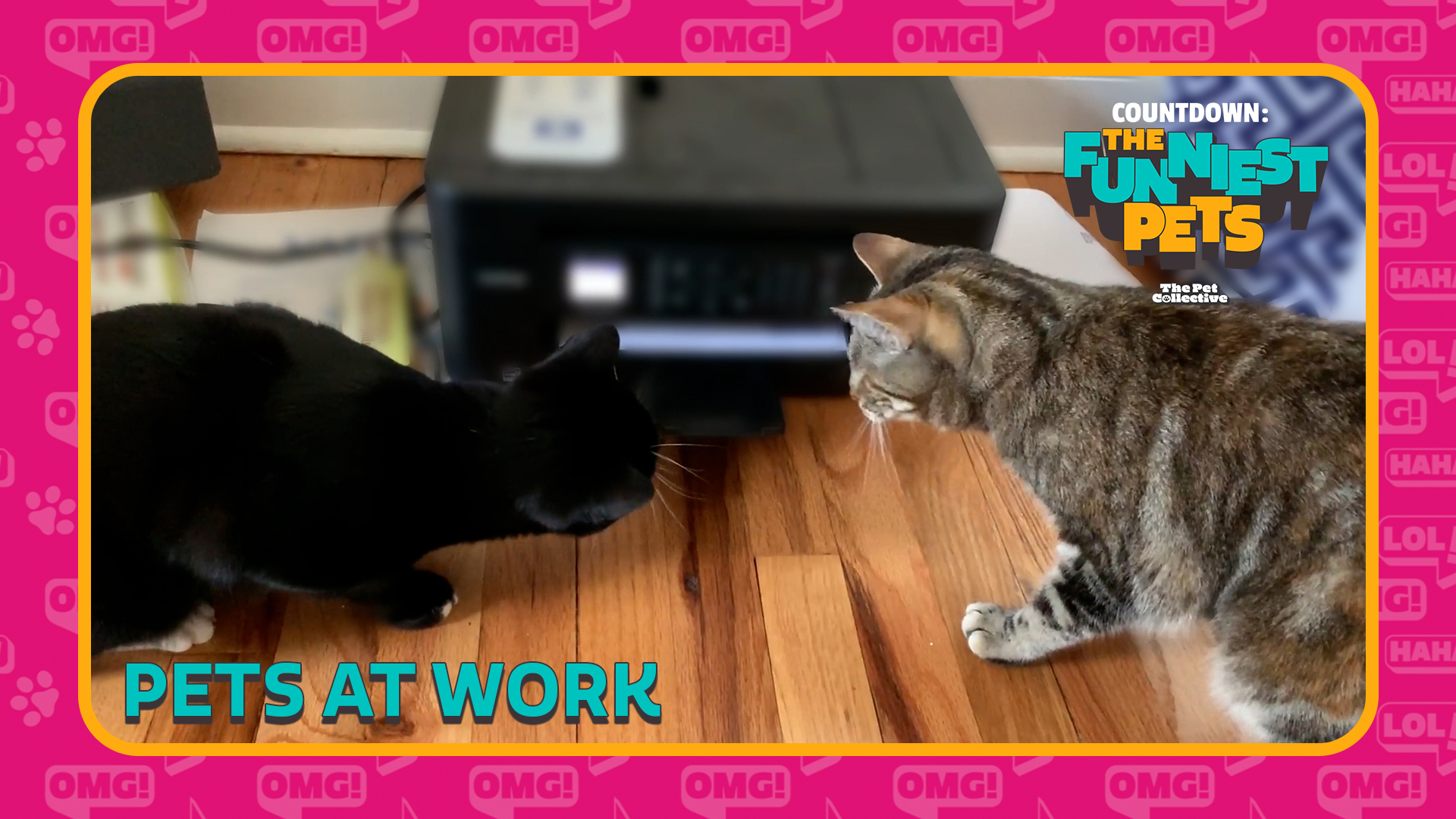 Countdown: The Funniest Pets