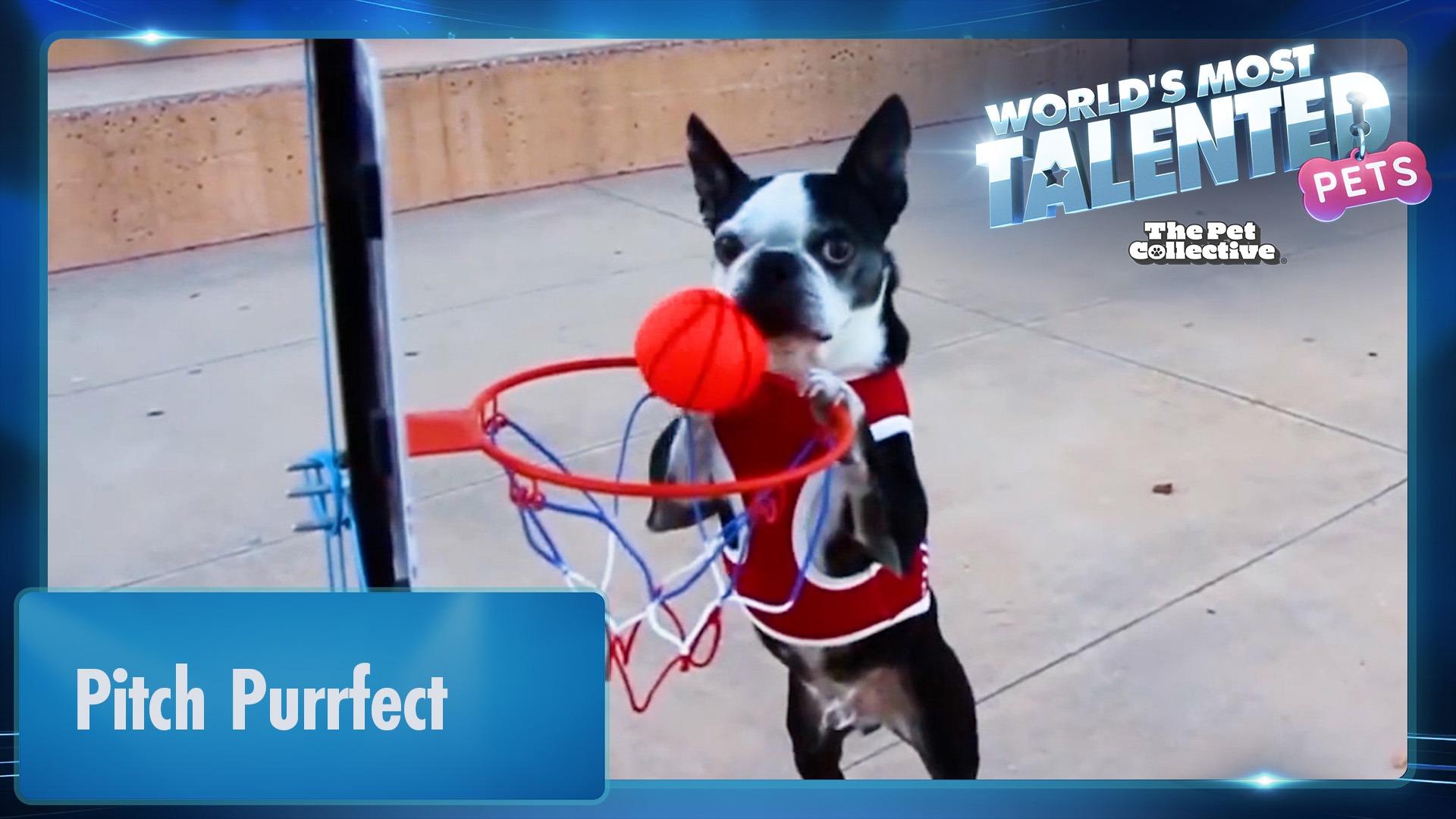 World's Most Talented Pets | Pitch Purrfect