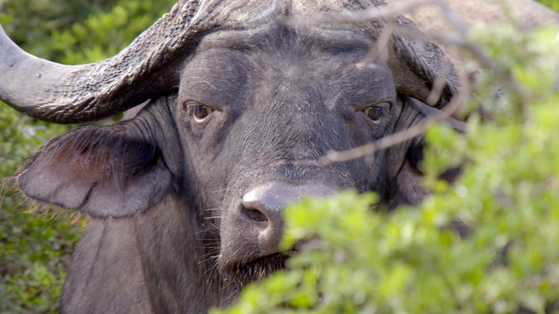 Grands parcs d'Afrique