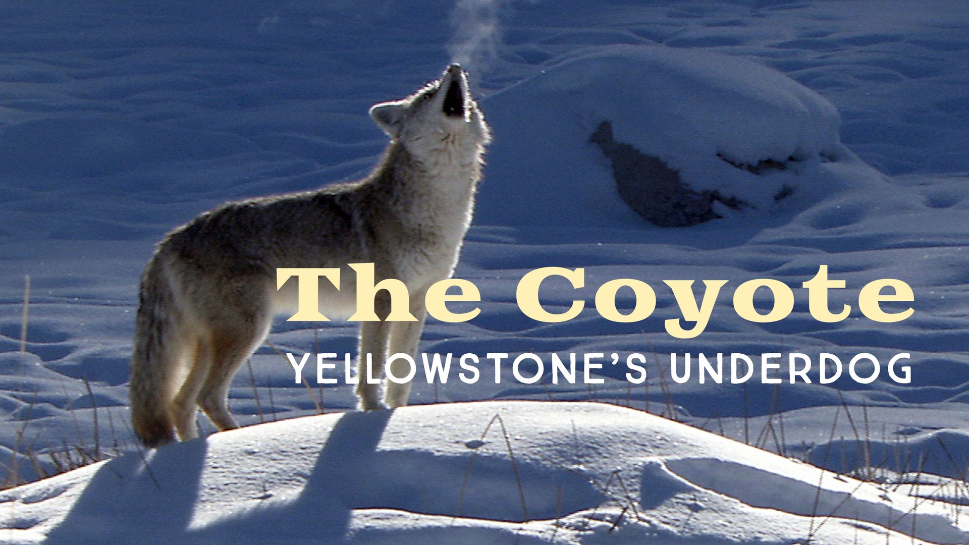 The Coyote: Yellowstone's Underdog