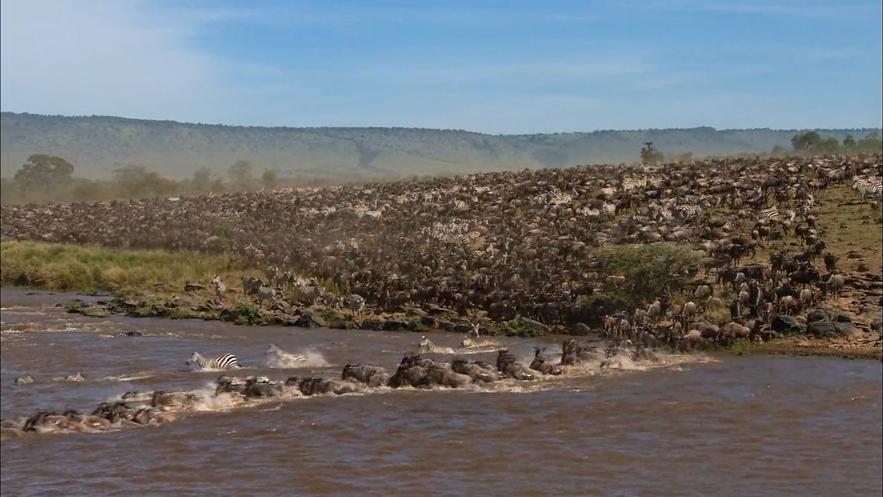 Tausende Gnus und Zebras: gegen den reissenden Fluß