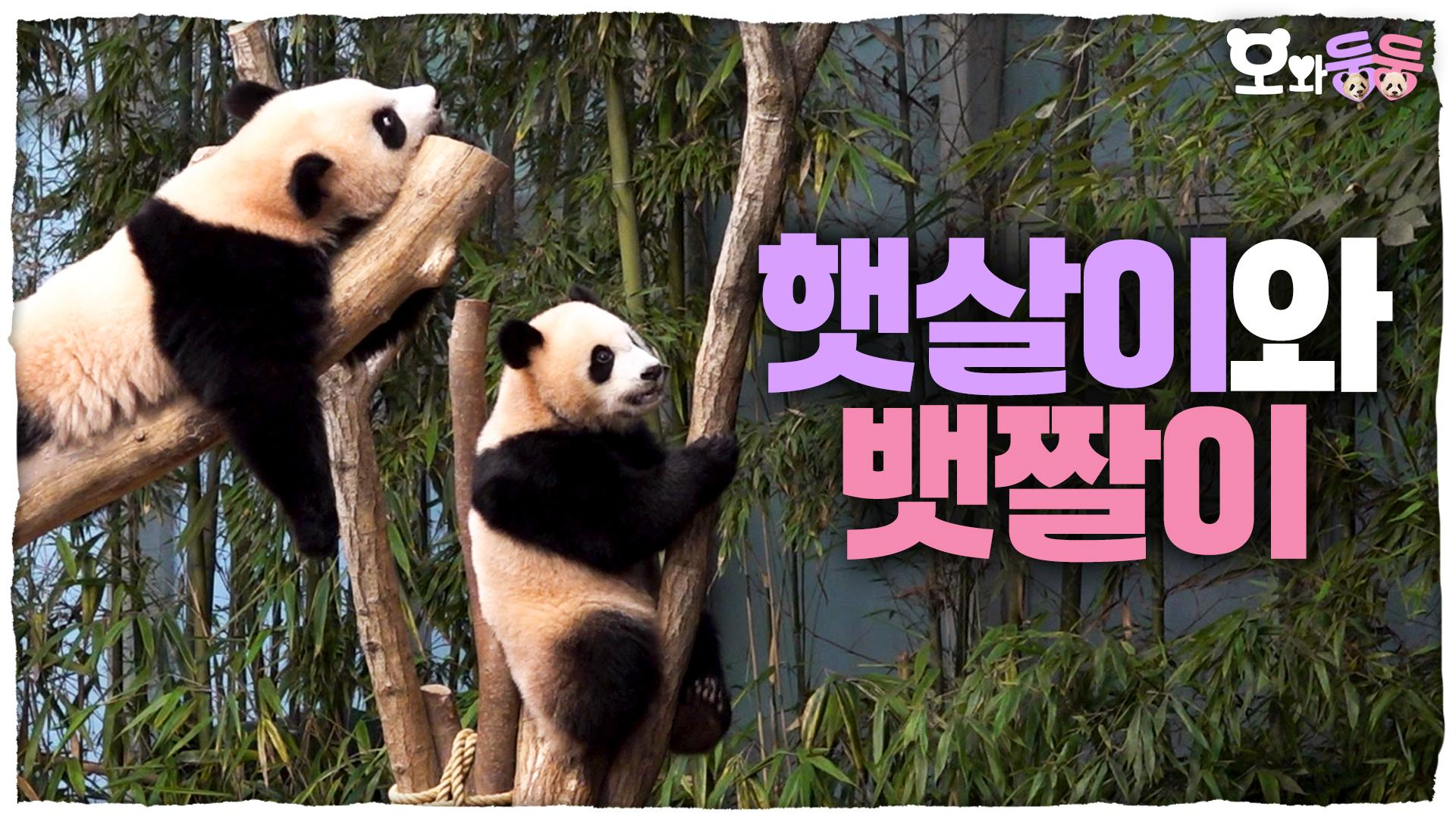 루햇짤과 후뱃짤의 우애좋은(?) 소싸움부터 푸곰쥬의 생일, 갤럭시 팝업까지! 14