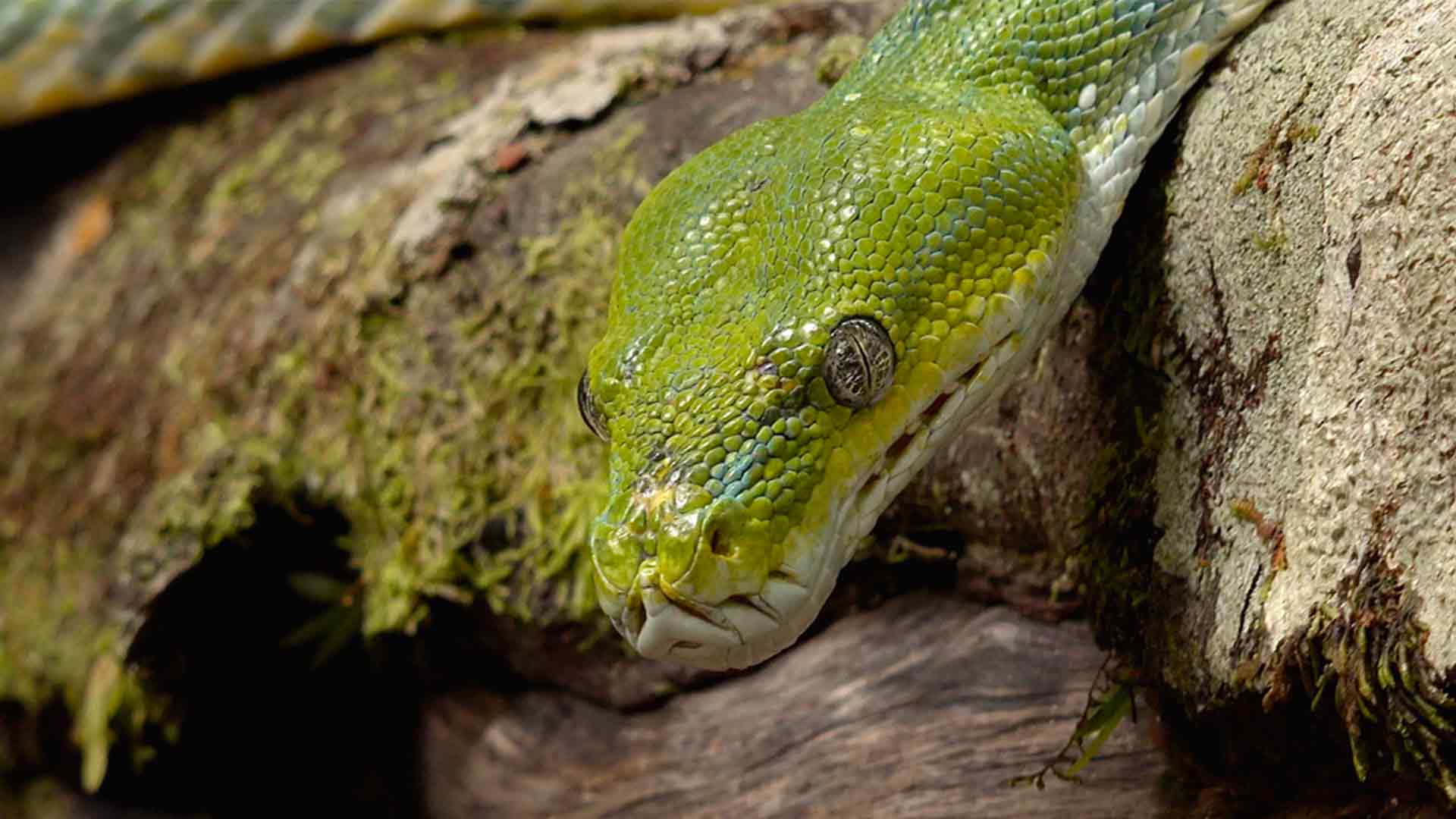 La vita segreta dei serpenti
