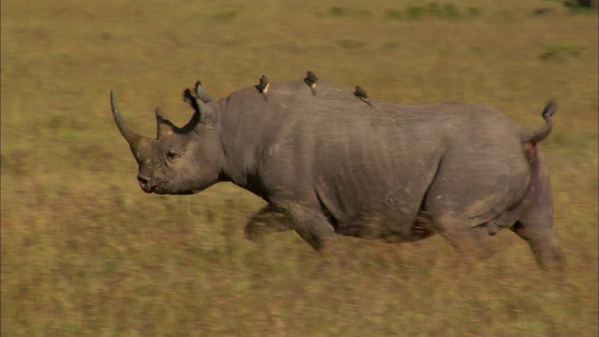 Diarios de OI Pejeta