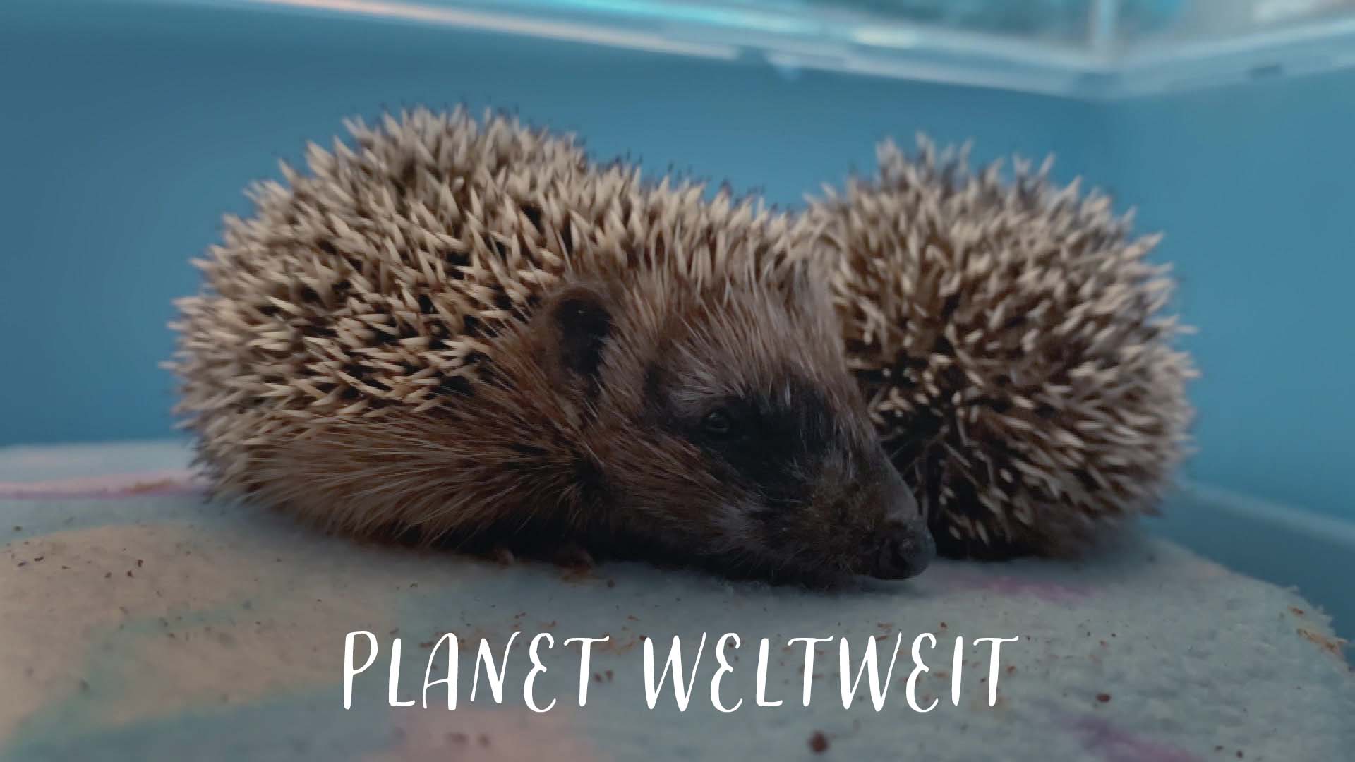 Planet Weltweit