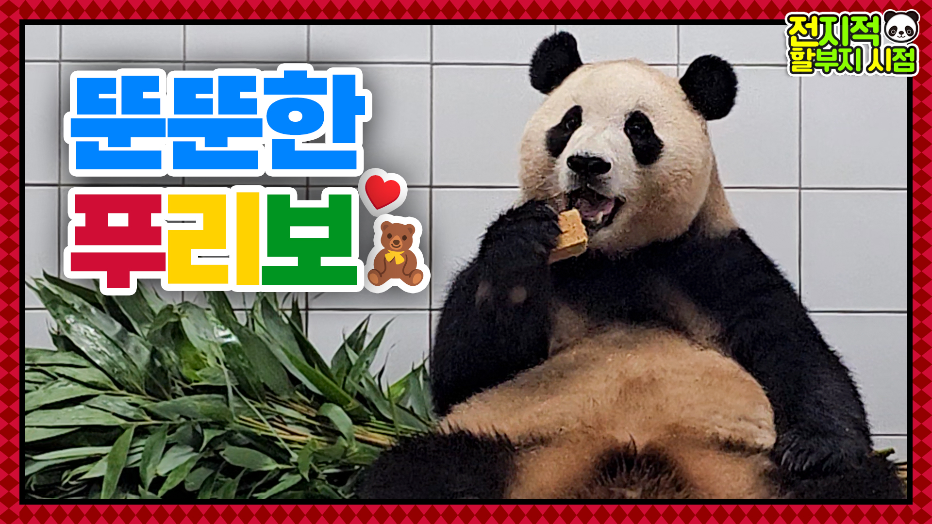 푸스널 컬러 '가을 흙톤'인 뚠뚠 하리보 등장! 장꾸 푸바오와 대나무 미식가 러