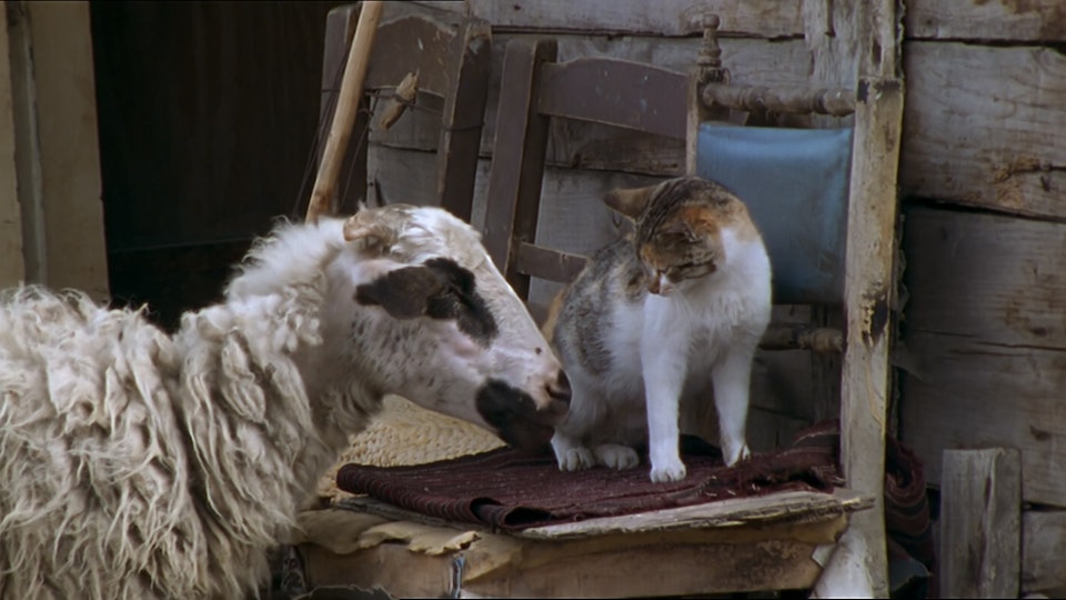 Tiere vor der Kamera