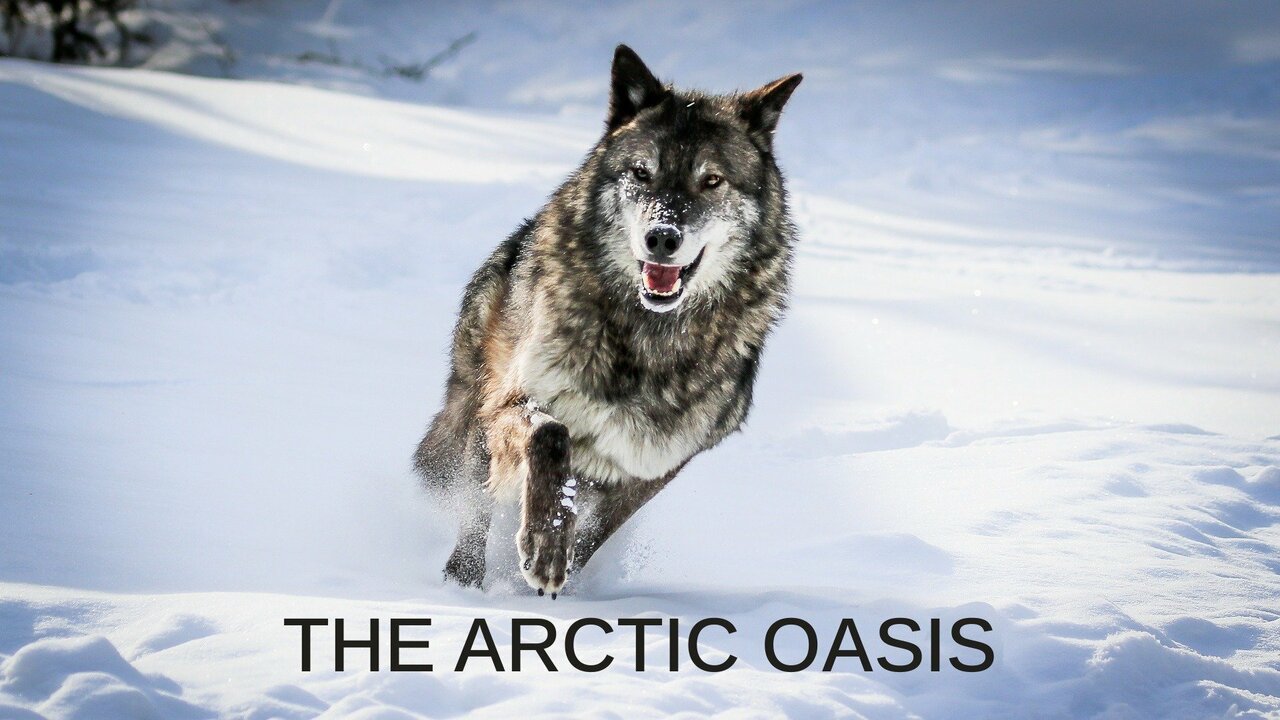 The Arctic Oasis
