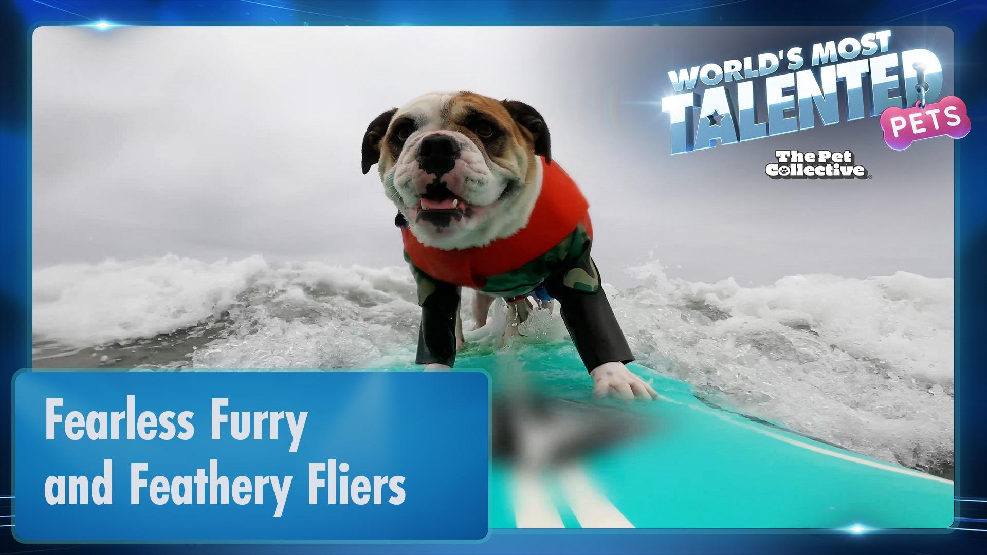 World's Most Talented Pets | Fearless Furry and Feathery Fliers
