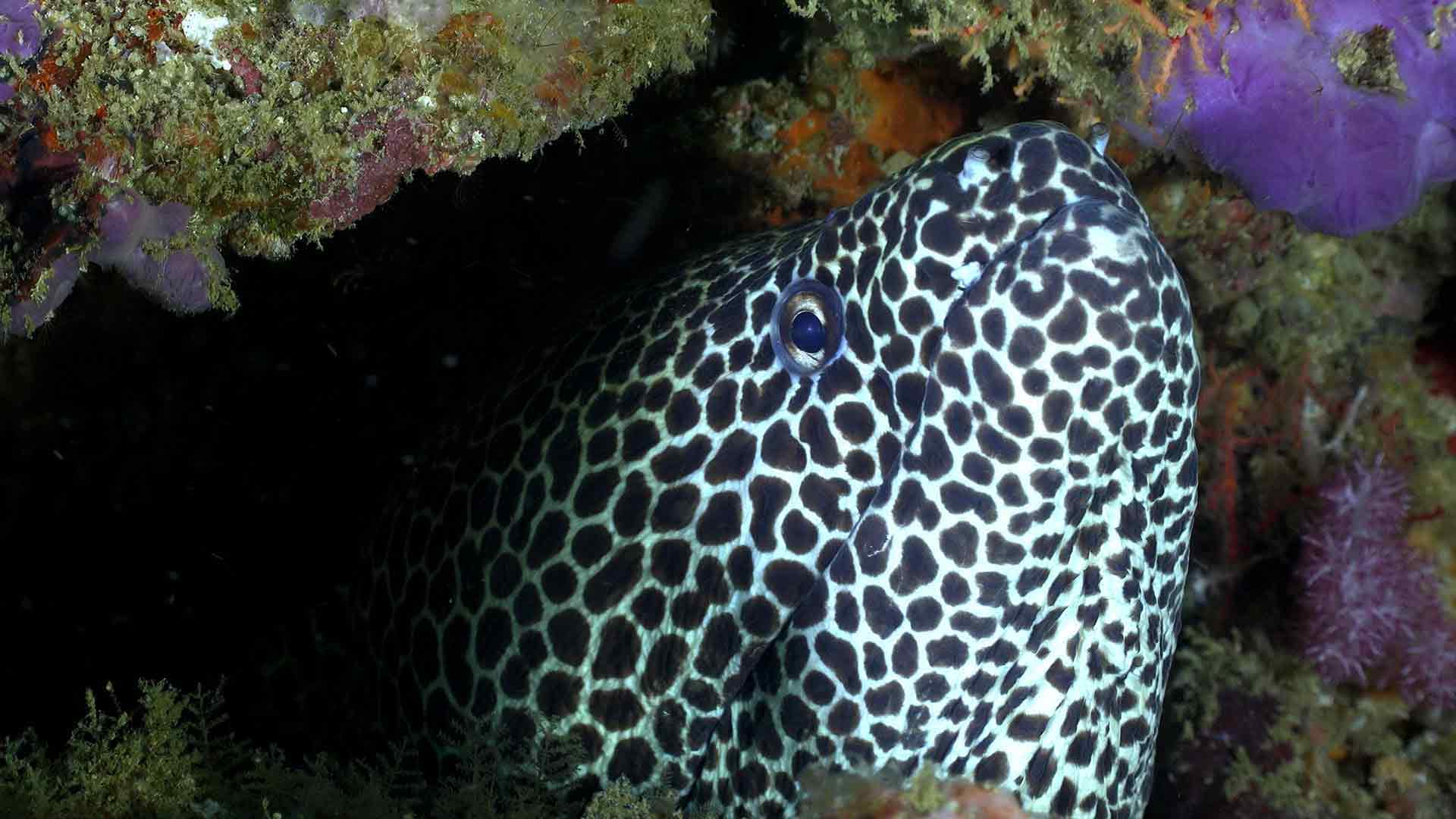 Les merveilles sous-marines d'Afrique