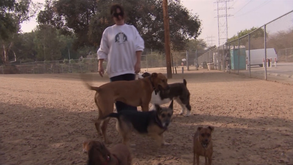 El encantador de perros