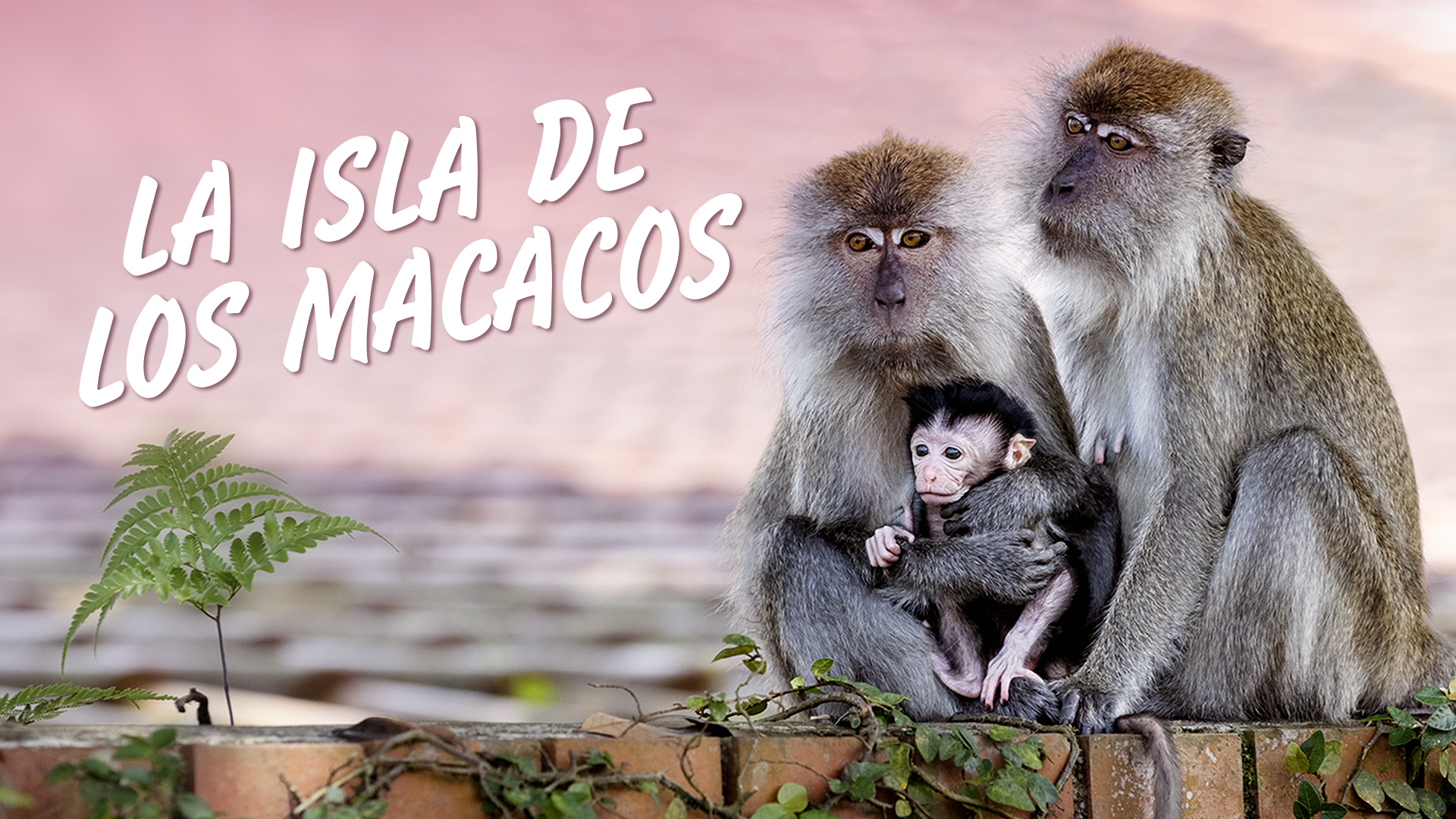 La isla de los macacos