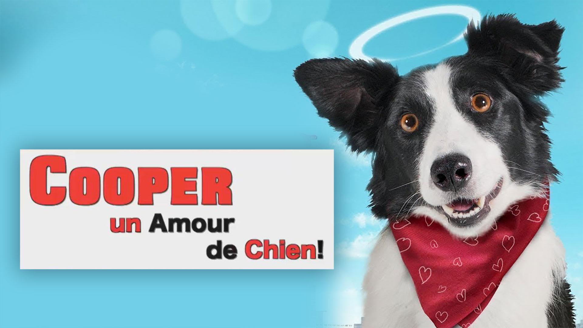 Cooper, un amour de chien