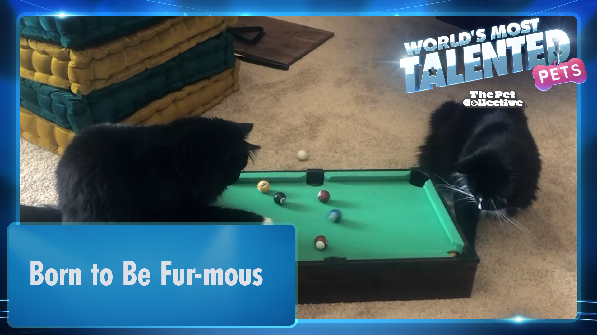 World's Most Talented Pets