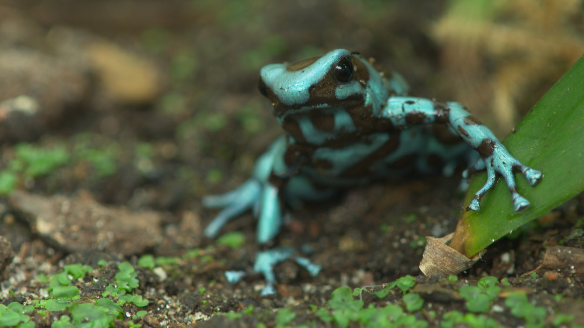 Maestri della difesa