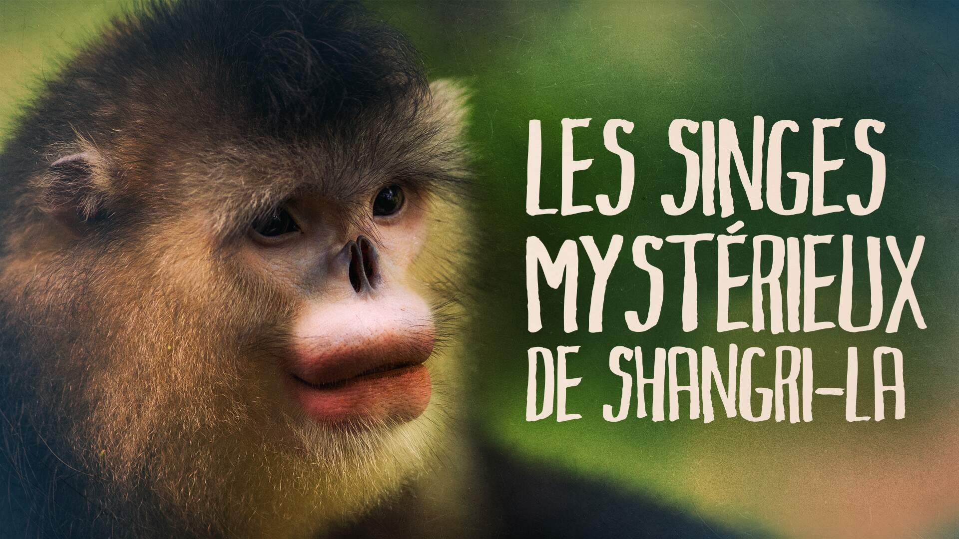 Les Singes Mystérieux De Shangri-La