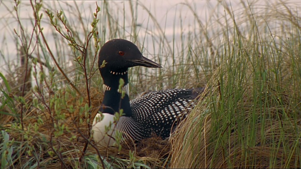 Tiere vor der Kamera