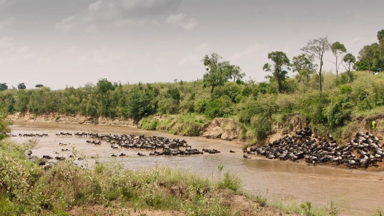 Flussüberquerung in der Masai Mara