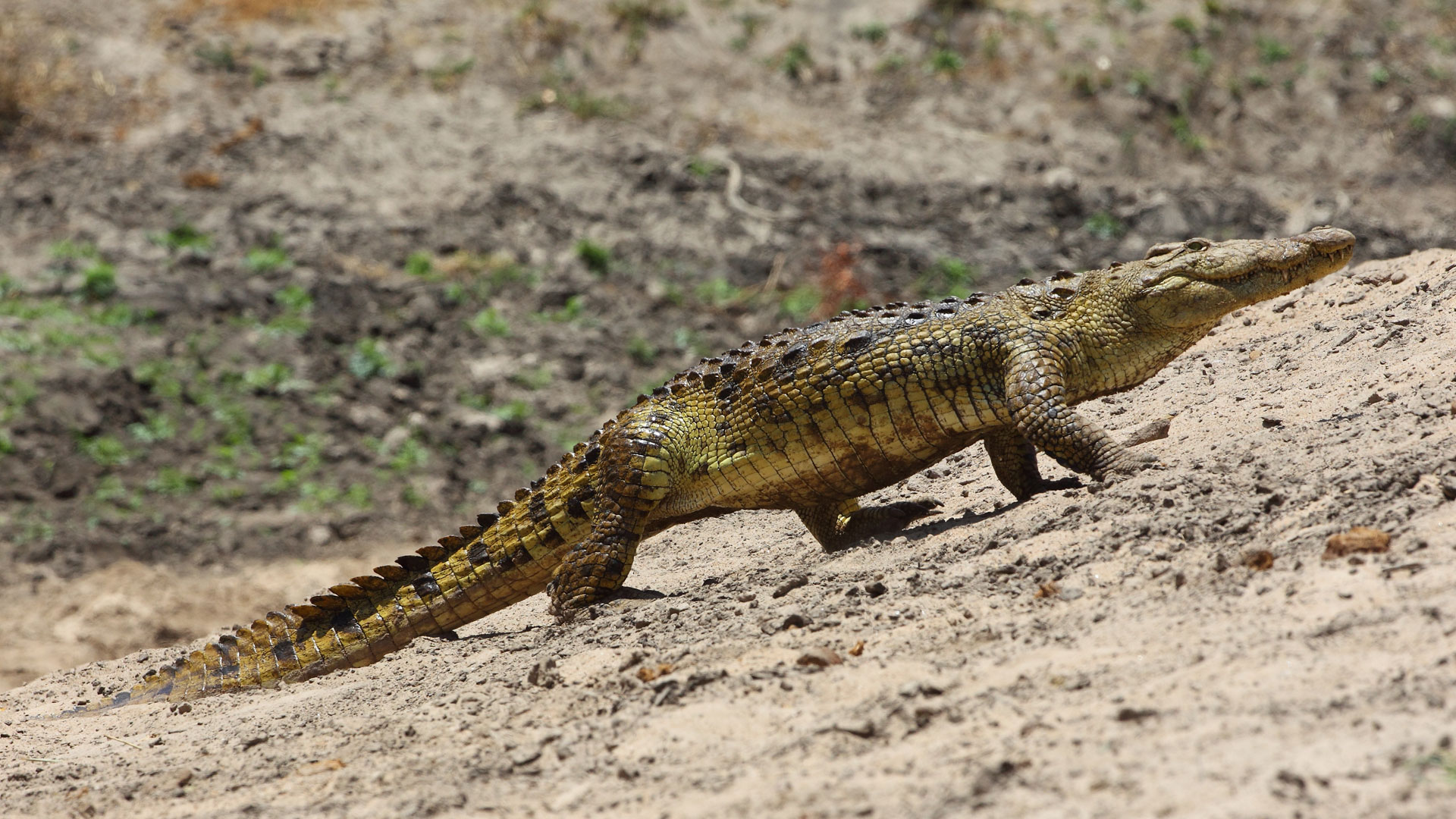 Herrschaft der Echsen
