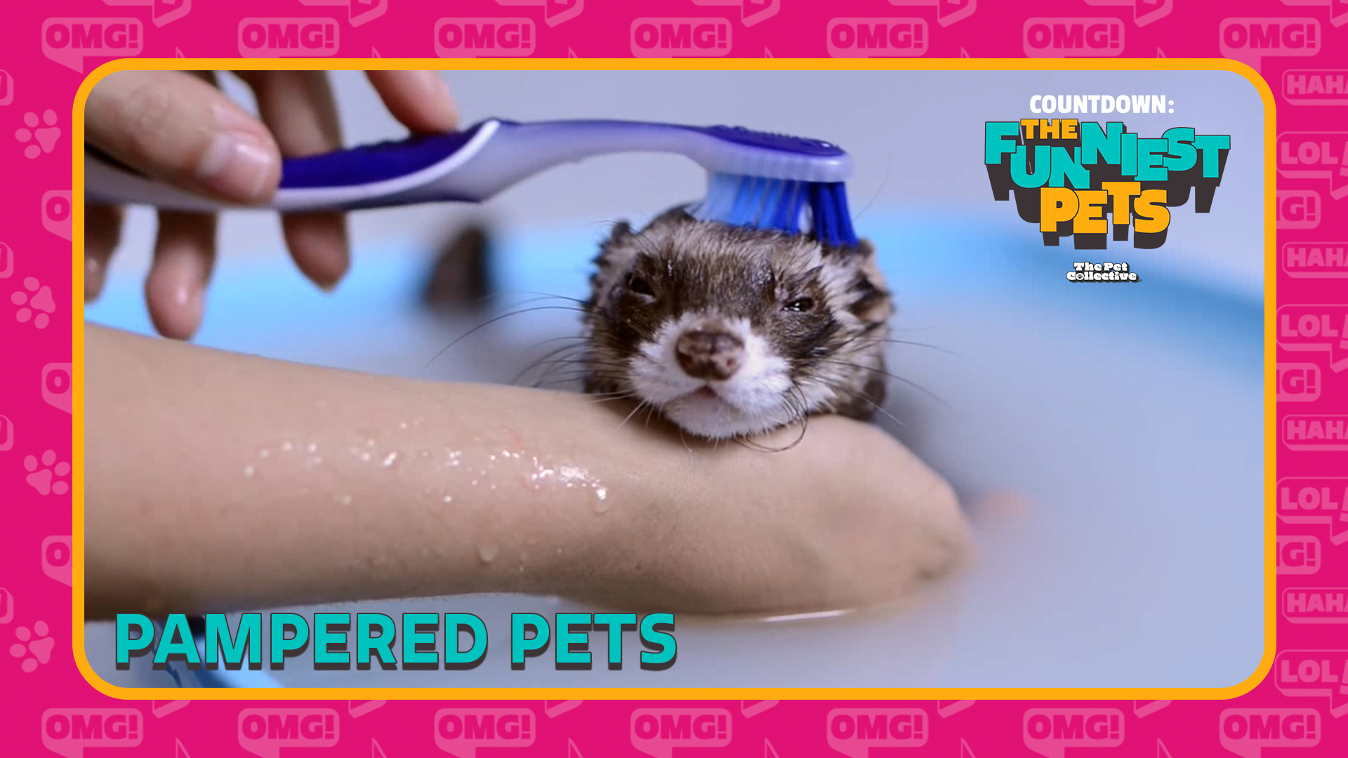 Countdown: The Funniest Pets