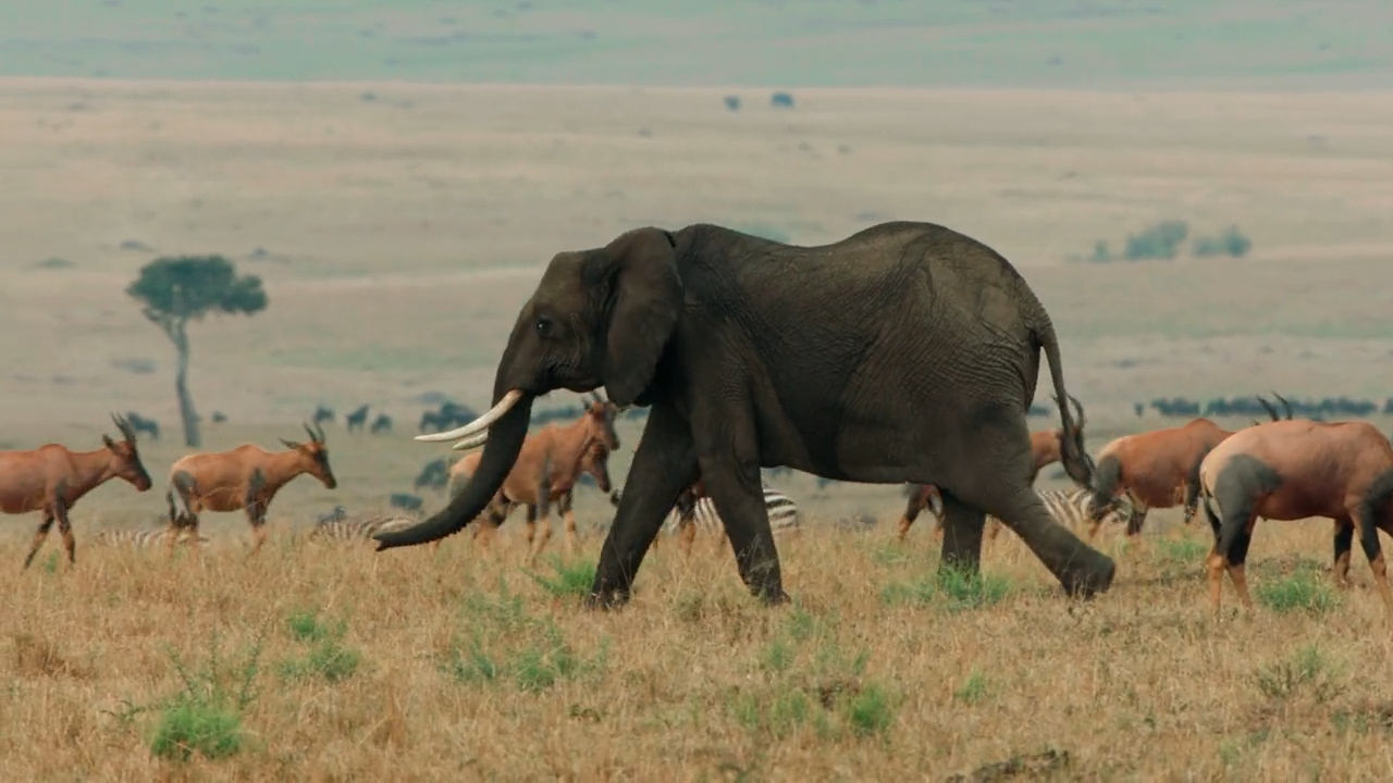 Buntes Leben: in der Serengeti