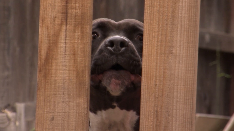 El encantador de perros