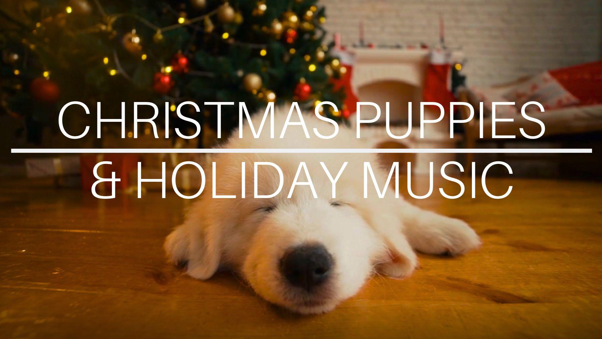 Christmas Puppies & Holiday Music
