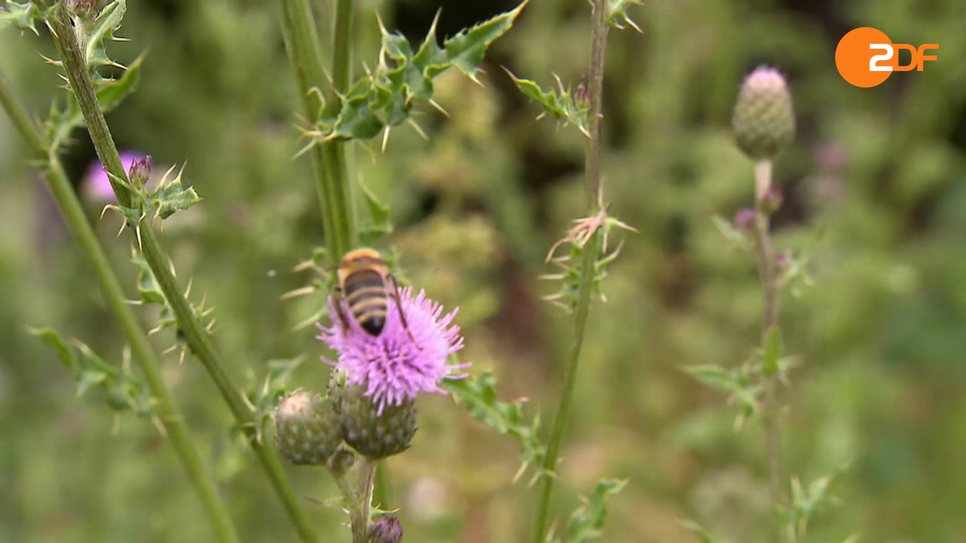 Duell der Gartenprofis, Staffel 5